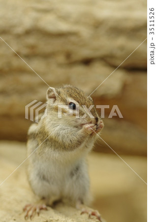 シマリス シマリス 3511526