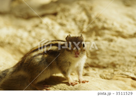 シマリス シマリス 3511529