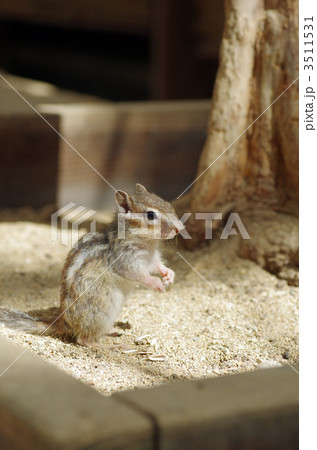 シマリス 3511531