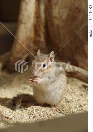 シマリス シマリス 3511533