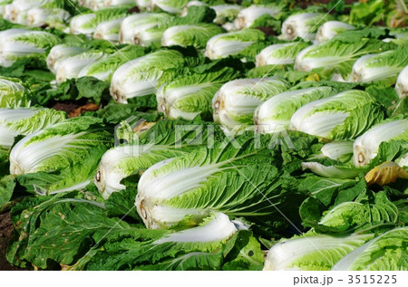 白菜の収穫 白菜の収穫 3515225