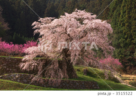 又兵衛桜 3515522