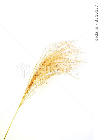 ススキの花穂・白バック縦位置 ススキの花穂・白バック縦位置 3516157