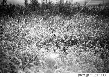 猫じゃらしの原っぱ 3516414