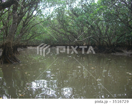 マングローブパーク 3516729