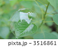 シャボン 3516861