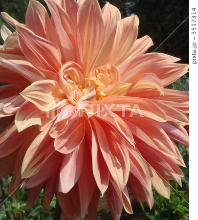 クライズチョイス 3517314