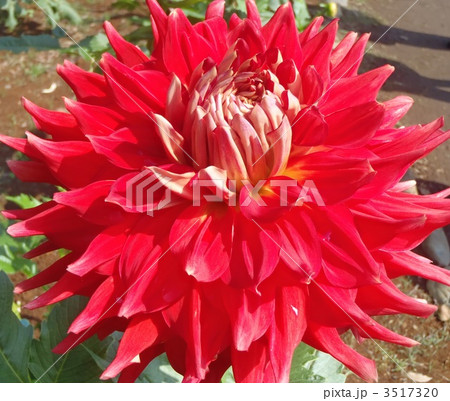 栄華 栄華 3517320