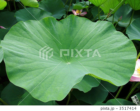 大賀蓮の葉 大賀蓮の葉 3517414