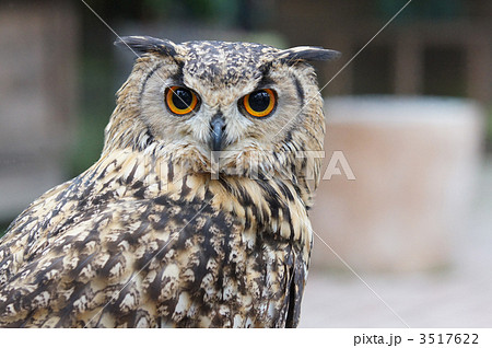 ベンガルワシミミズク 3517622