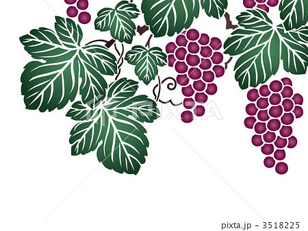 葉 植物 葡萄のイラスト素材 3518225 Pixta