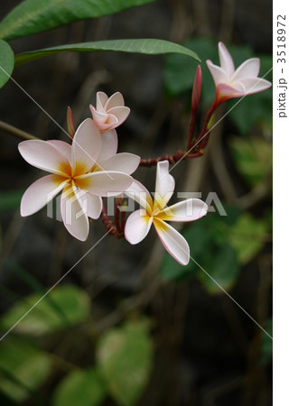 インドソケイ インドソケイ 3518972