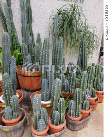 鉢植えのハシラサボテン 3519265