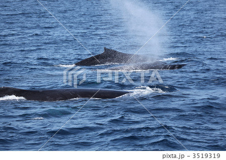 ザトウクジラ　クジラ　哺乳類　ブロウ　 3519319