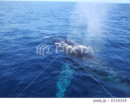 ブロウ クジラ 沖縄 ザトウクジラ クジラ 水面 ブロウ クジラ 沖縄 ザトウクジラ クジラ 水面 3519339