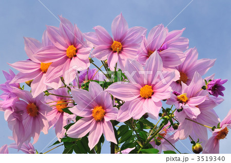 皇帝ダリア 3519340