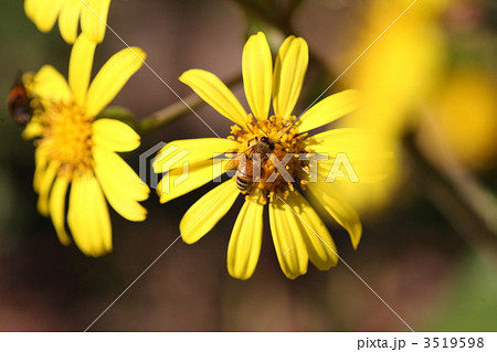 【ミツバチとツワブキ】 3519598