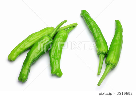 シシトウ 3519692