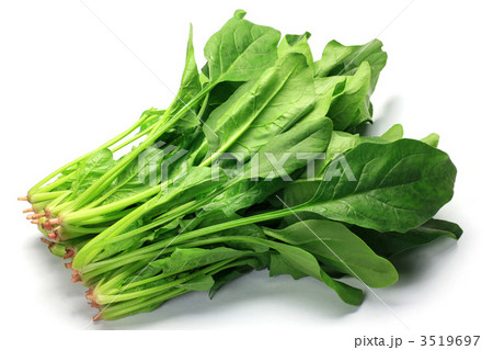 ホウレンソウ 3519697