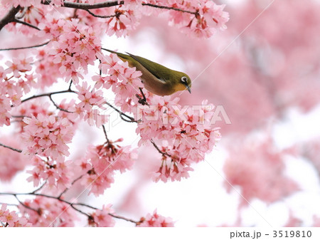 メジロの花見 3519810