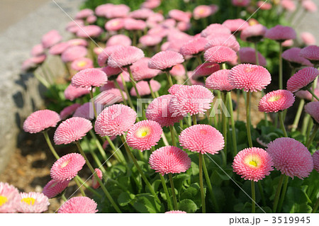 デージー 3519945