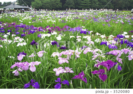 東村山市 北山公園の菖蒲園の写真素材