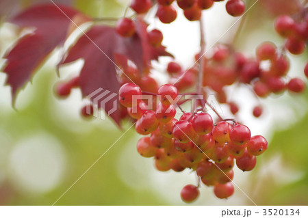 ナナカマド 3520134