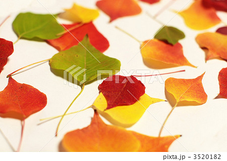 ナンキンハゼ 3520182