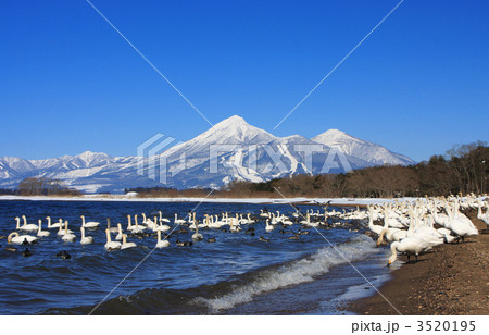 白鳥と磐梯山（猪苗代湖の天神浜） 3520195
