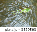 水面を泳ぐカエル 3520593