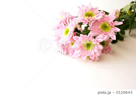 ピンクの花 3520643