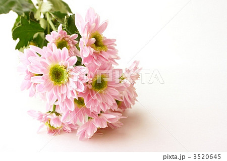 ピンク色の花 3520645