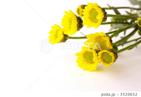 黄色い花 3520652