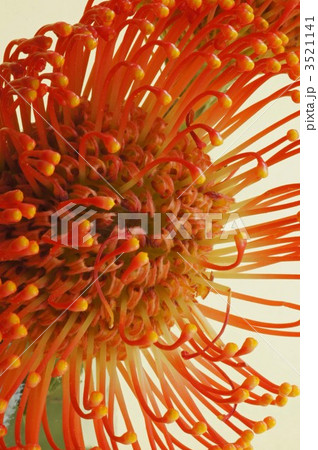 ピンクッション ピンクッション 3521141