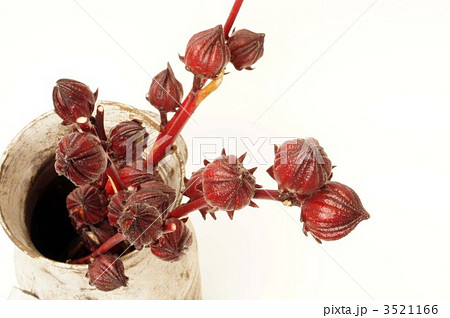 べにあおい 3521166