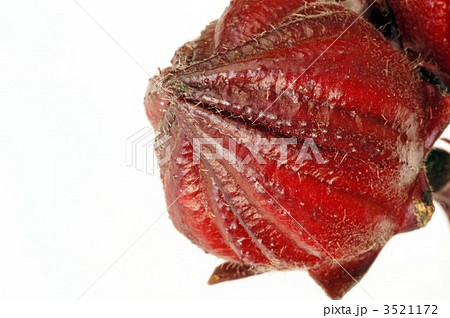 べにあおい 3521172