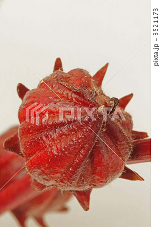 べにあおい べにあおい 3521173