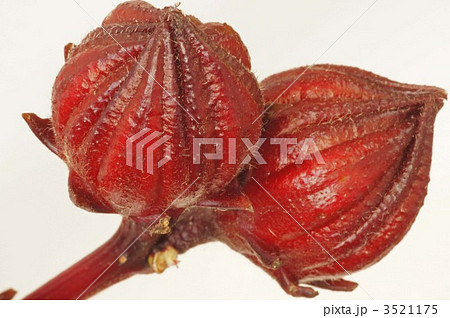 べにあおい 3521175