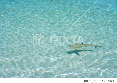浅瀬を泳ぐツマグロザメの写真素材