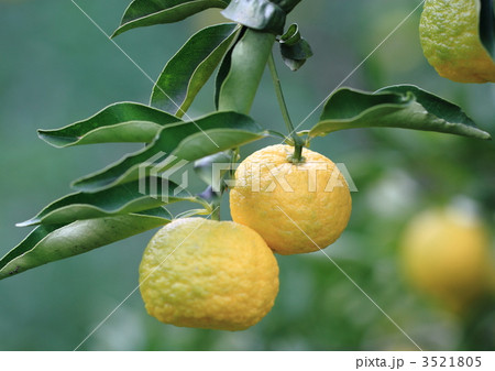 花柚子ともいわれる一才ユズ 花柚子ともいわれる一才ユズ 3521805