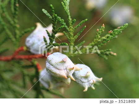 コノテガシワの球果 3521809