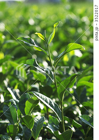 お茶のミル芽 お茶のミル芽 3522017