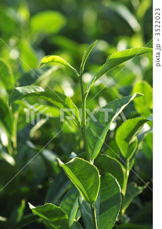 お茶のミル芽 3522023