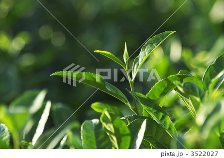 狭山茶 狭山茶 3522027