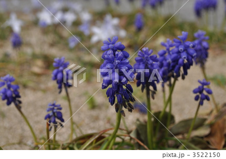 ムスカリー 3522150