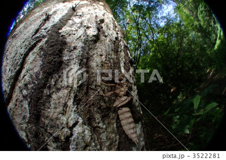 ヤンマのヤゴの抜け殻 3522281