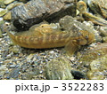 ボウズハゼ 3522283
