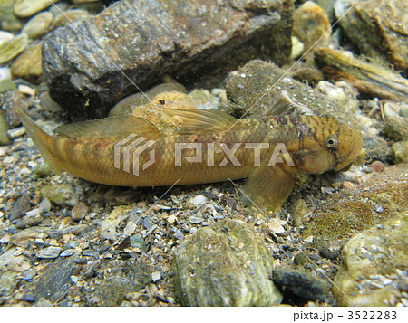 ボウズハゼ ボウズハゼ 3522283