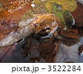 ナガレタゴガエル 3522284