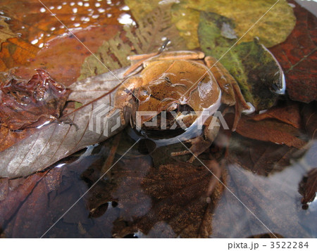 ナガレタゴガエル 3522284